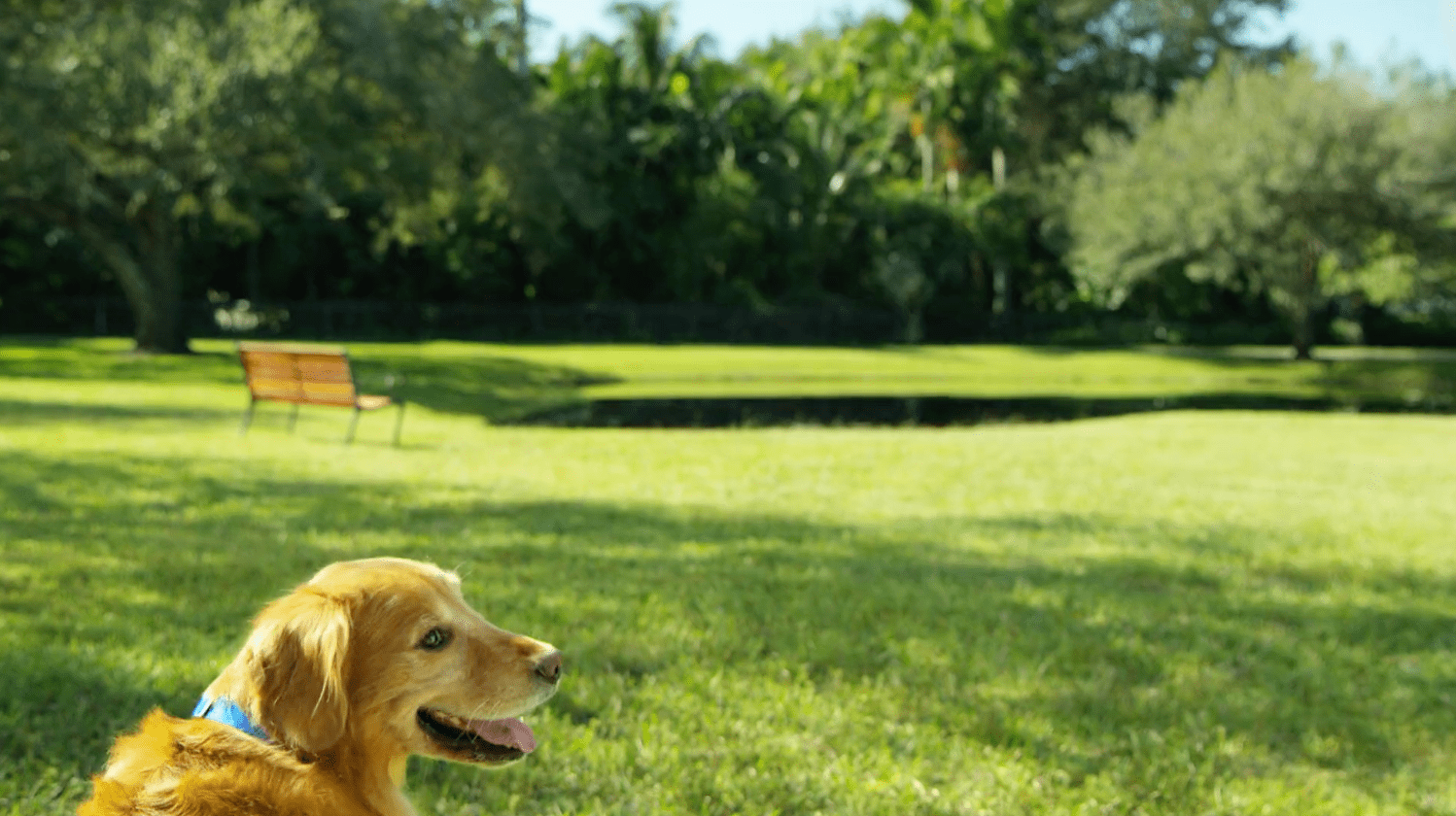 Pet Supermarket - Best for your Pet
